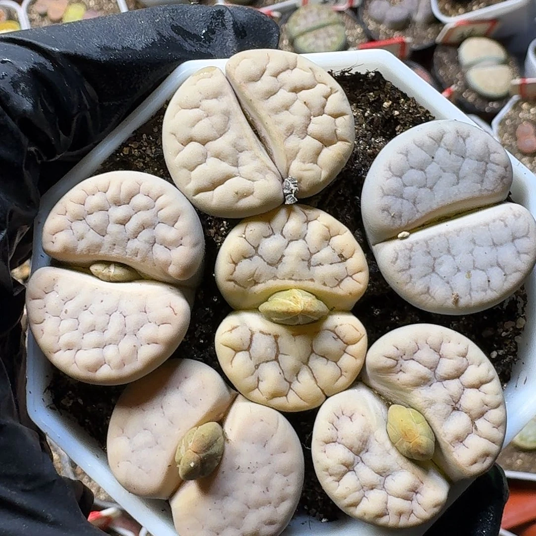 生石花1111111。  198