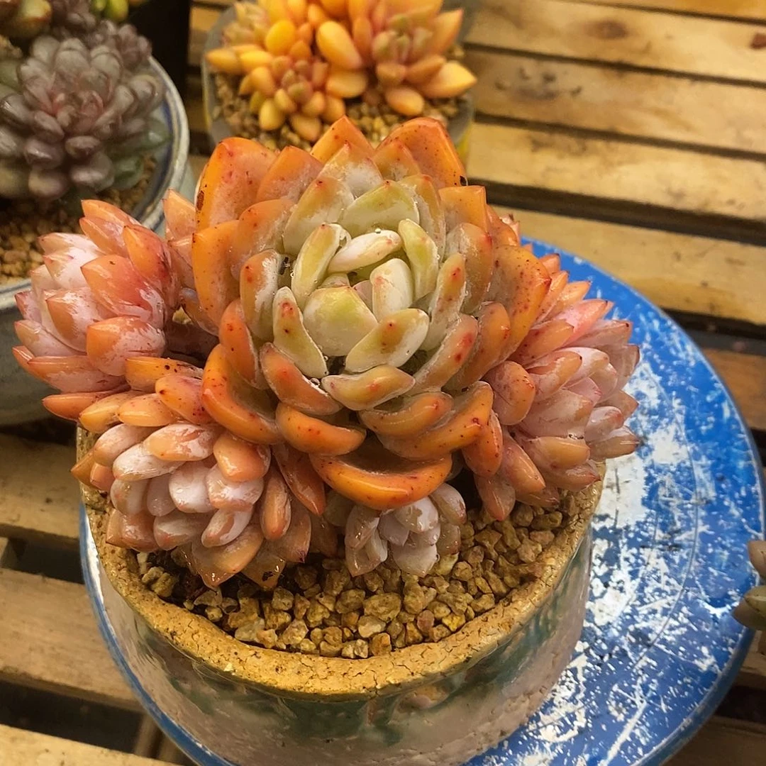 多肉植物肉肉植物