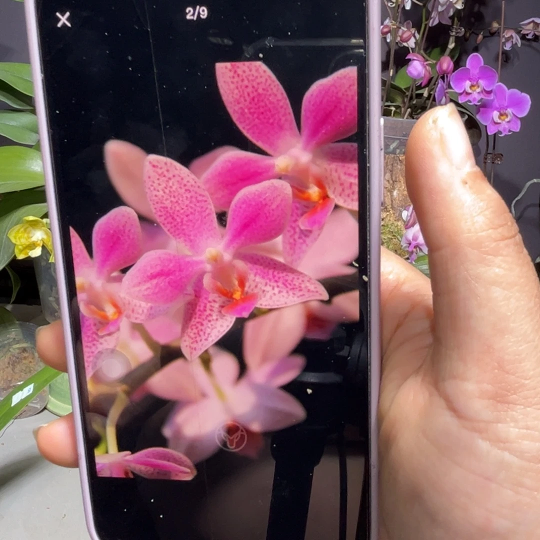 无花朵Eq象耳蝴蝶兰