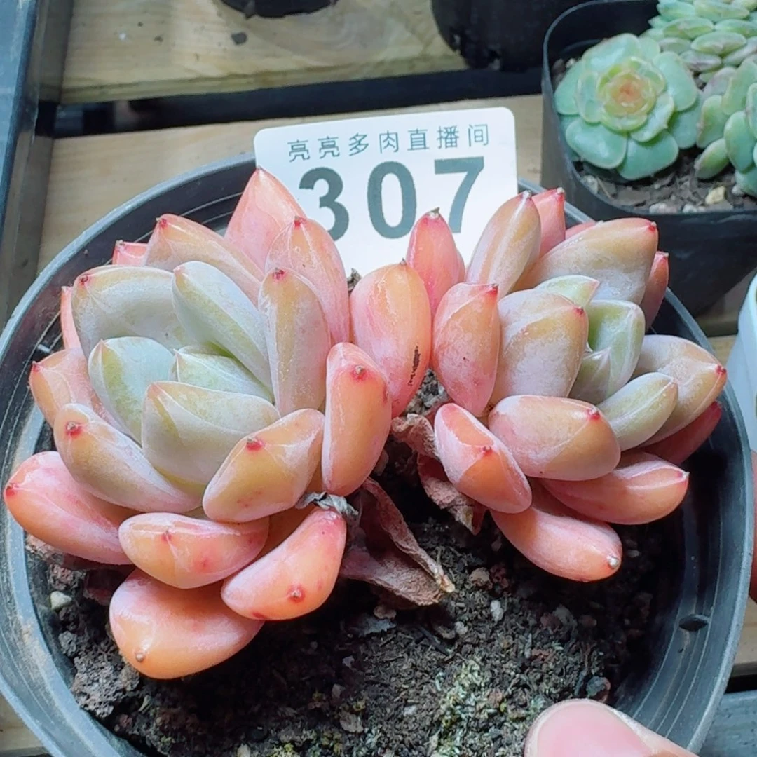 橘子美人            精美多肉植物
