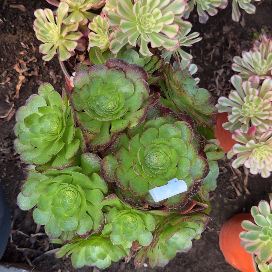 白月光 万圣节5358 19-36