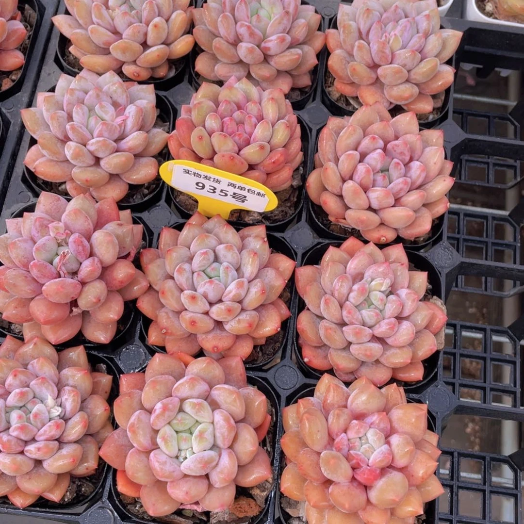 935号 肥胖粉透半夏大单头一个