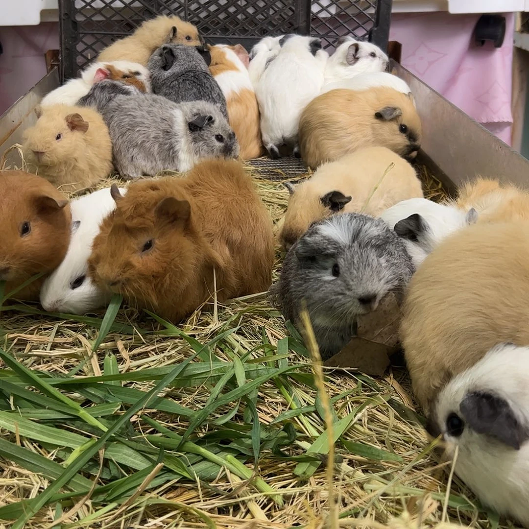 白加州弟弟两个多月 328可爱