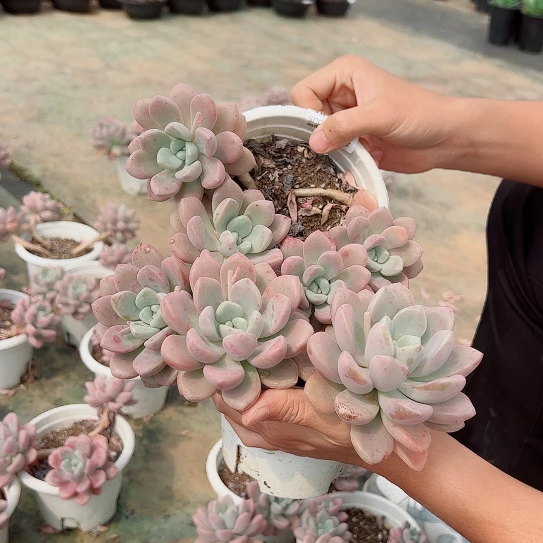 白露整桩整群两盆