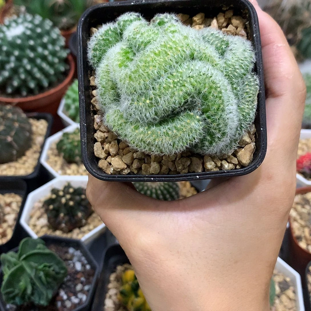 当前无花栽培后可以开花嘉文丸缀化