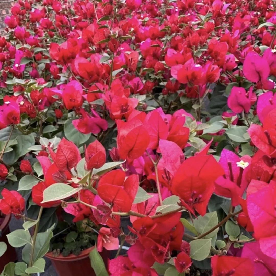 中国红 三角梅 大苗三角梅好养活花卉绿植源头基地 不带花