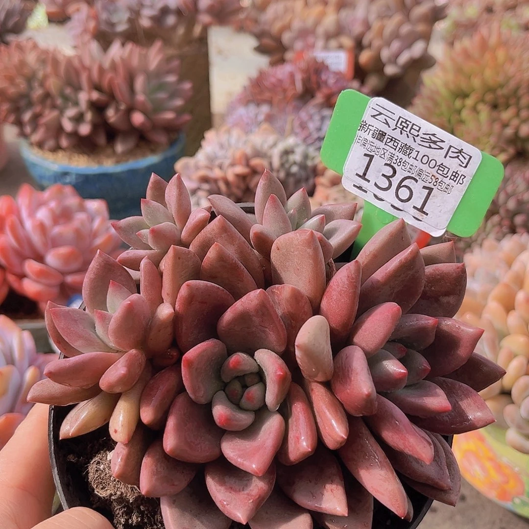 1361胖体桃花源多肉植物