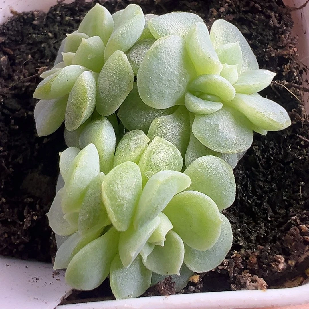 五头纸鸢甜心。开播福利