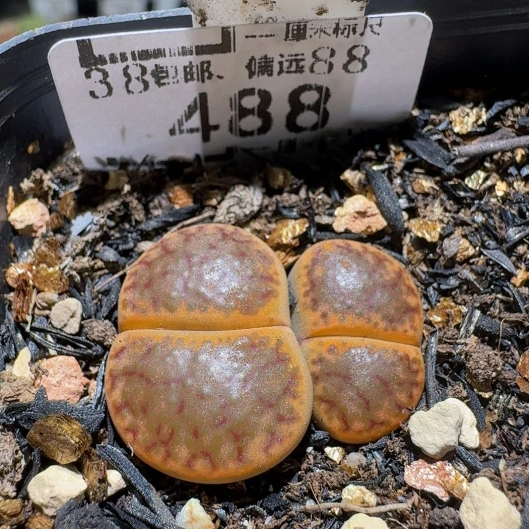 Ssss精品生石花488