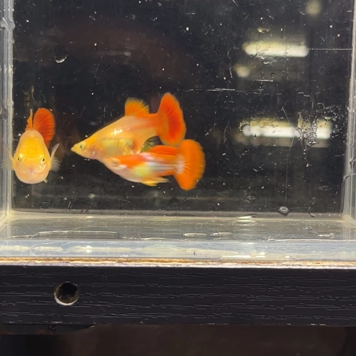 孔雀鱼黄爆球 俩母一公