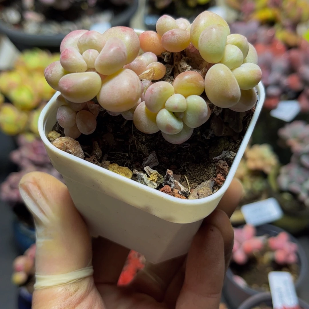 382萤火虫7厘米多肉