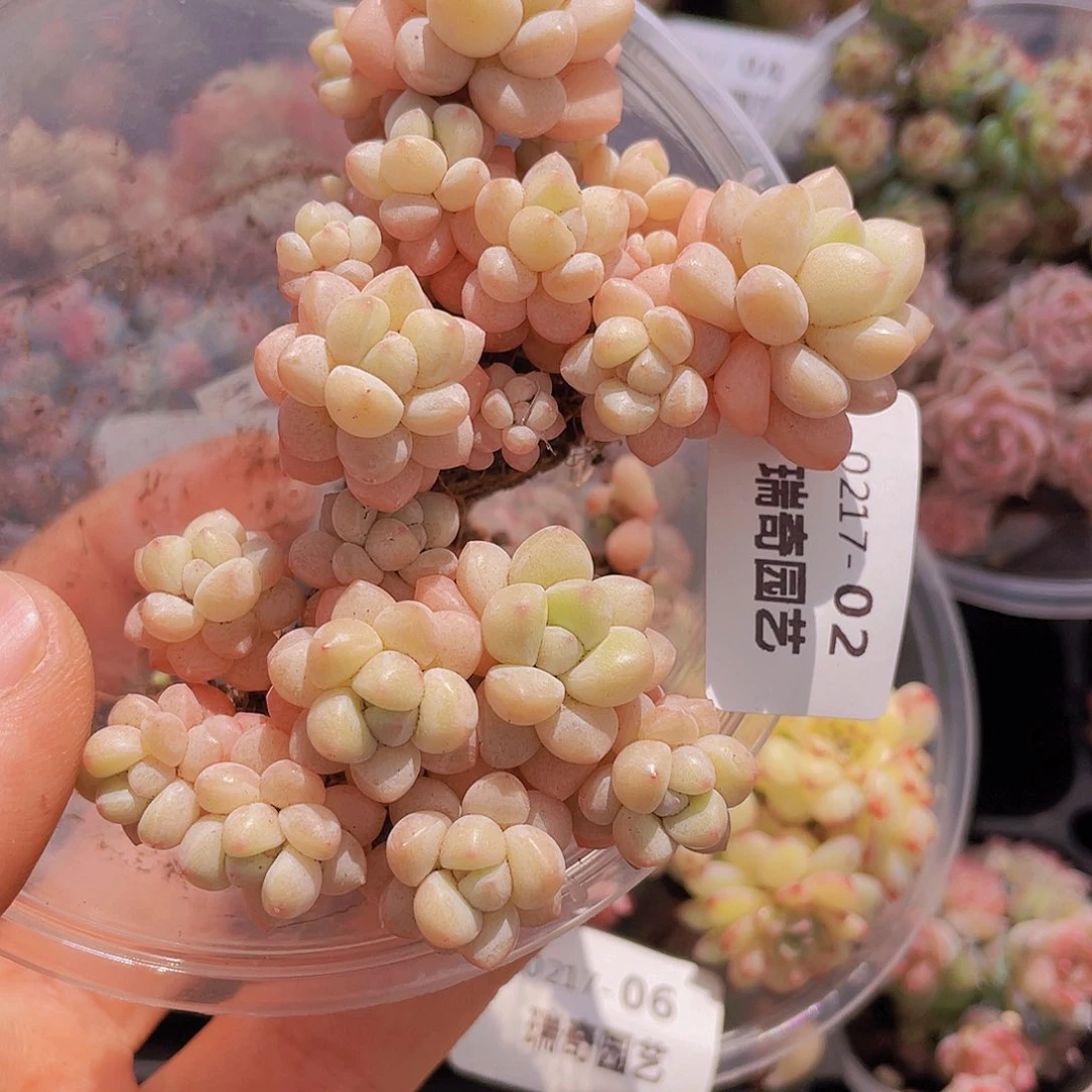 00000000000002量拍