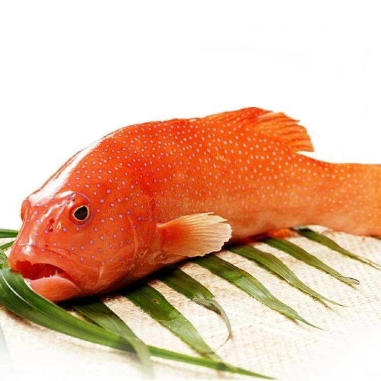 鲜活东星斑一条约800-900g/条  小时达可活 次日达【保鲜不保活】