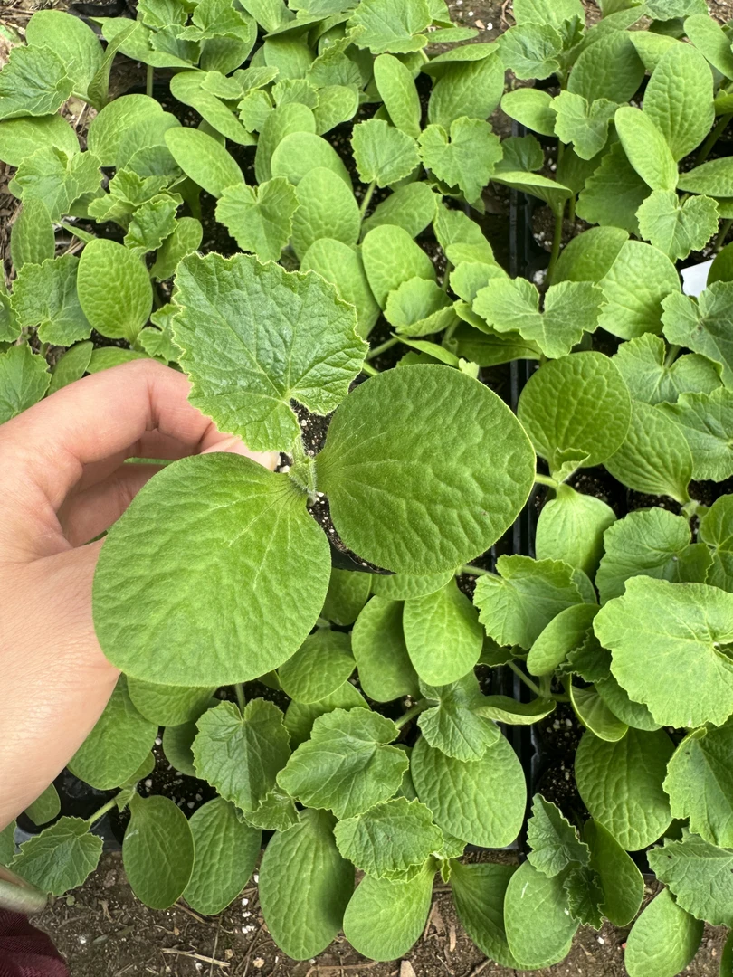 甜面10K大南瓜苗 南瓜自生苗 高产早熟庭院 基地种植