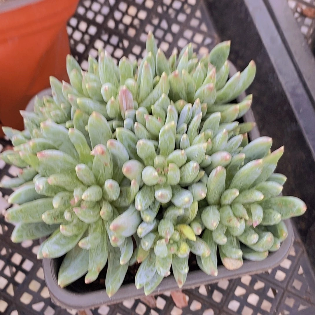 炫彩心 多头多群生