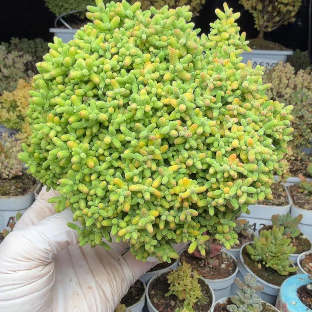 AA732蜜橘糖球枝干