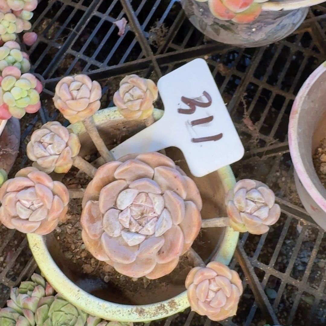 多肉植物和植物等植物为食