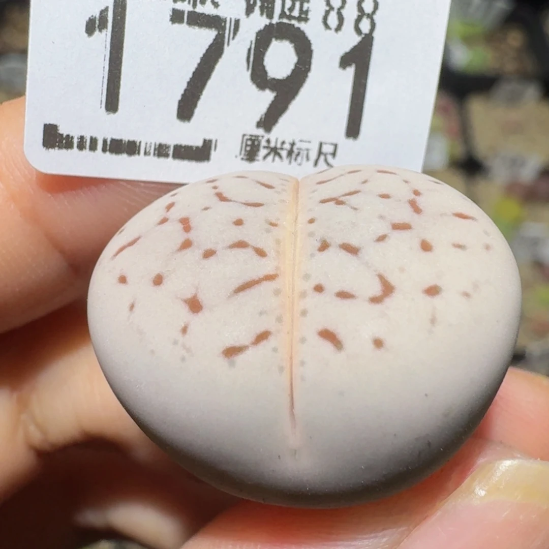 没***子Ssss精品生石花1791