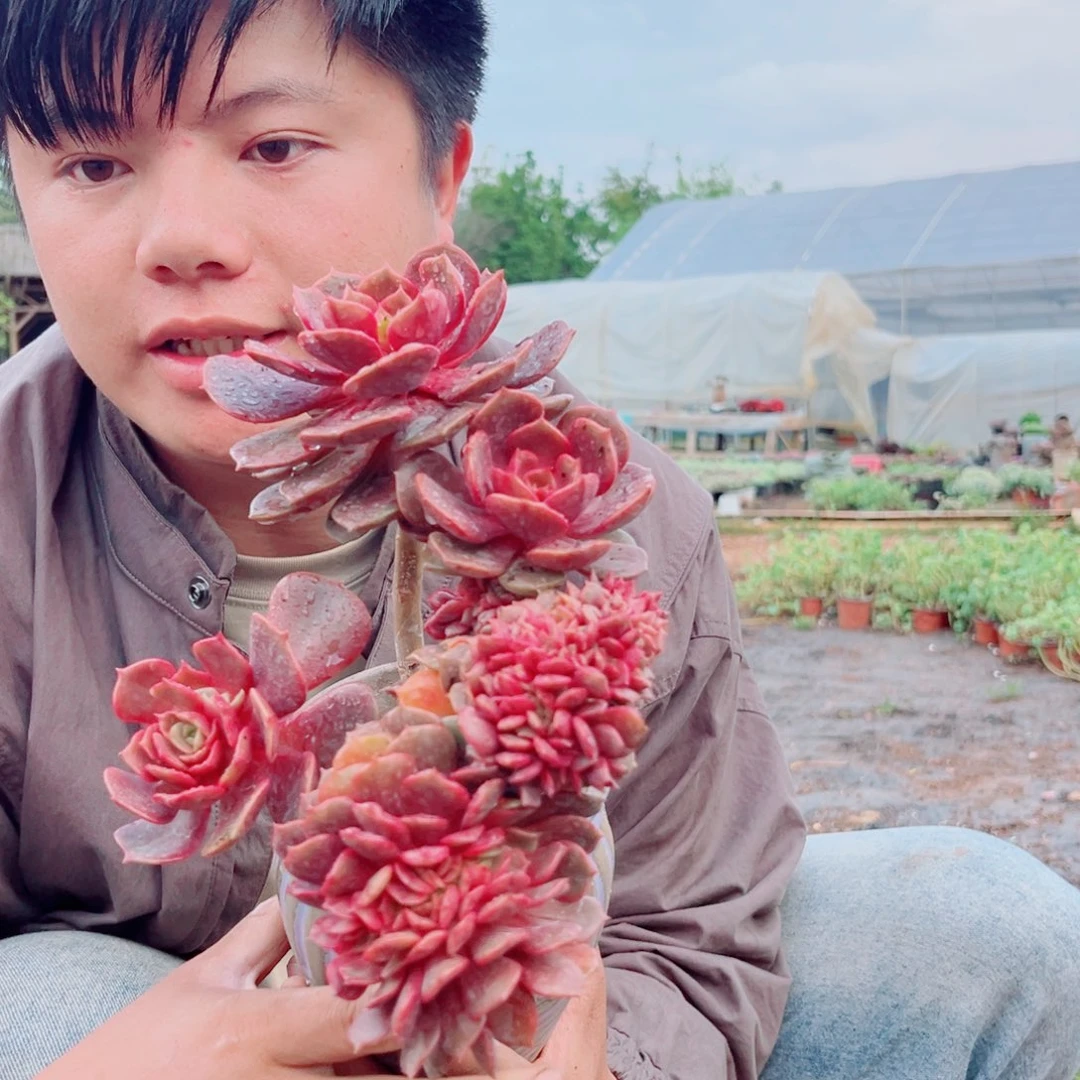大红袍缀化精品多肉植物一颗