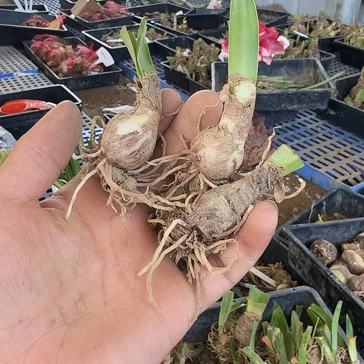 群芳圃朱顶红一棵2+
