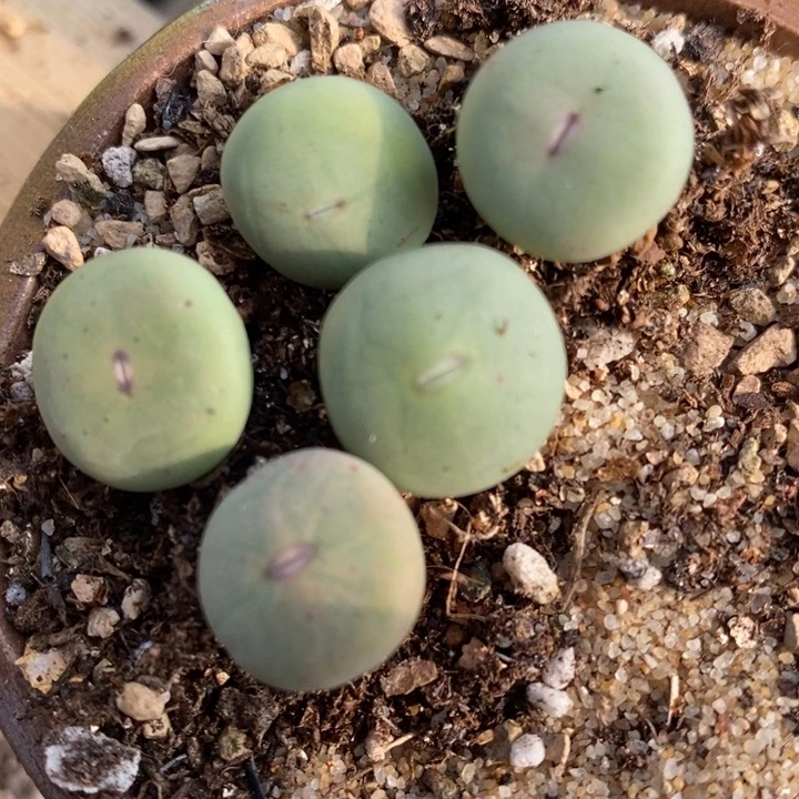 1959大型嘟嘴一组