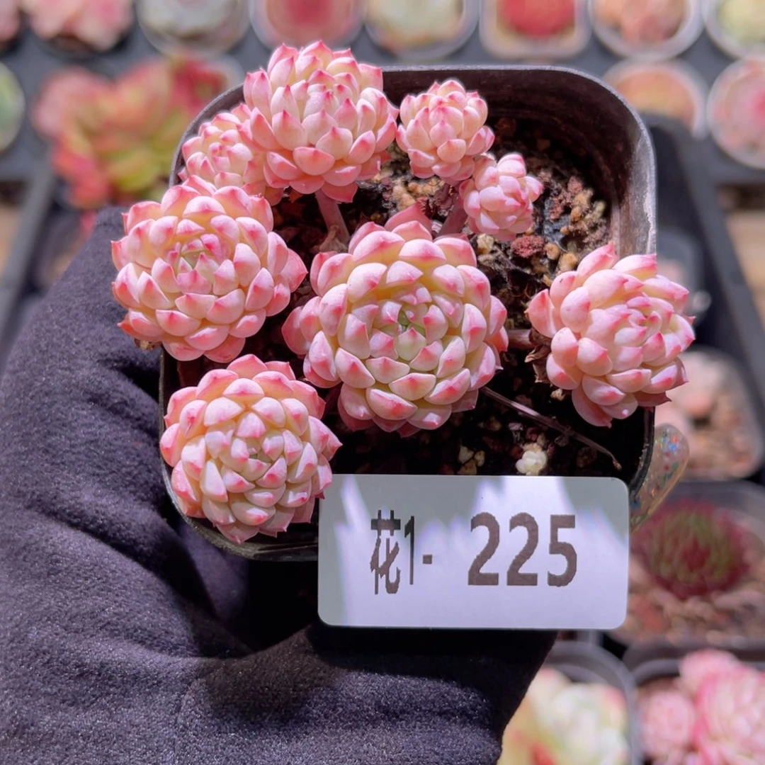 花利美1-225小粉莓