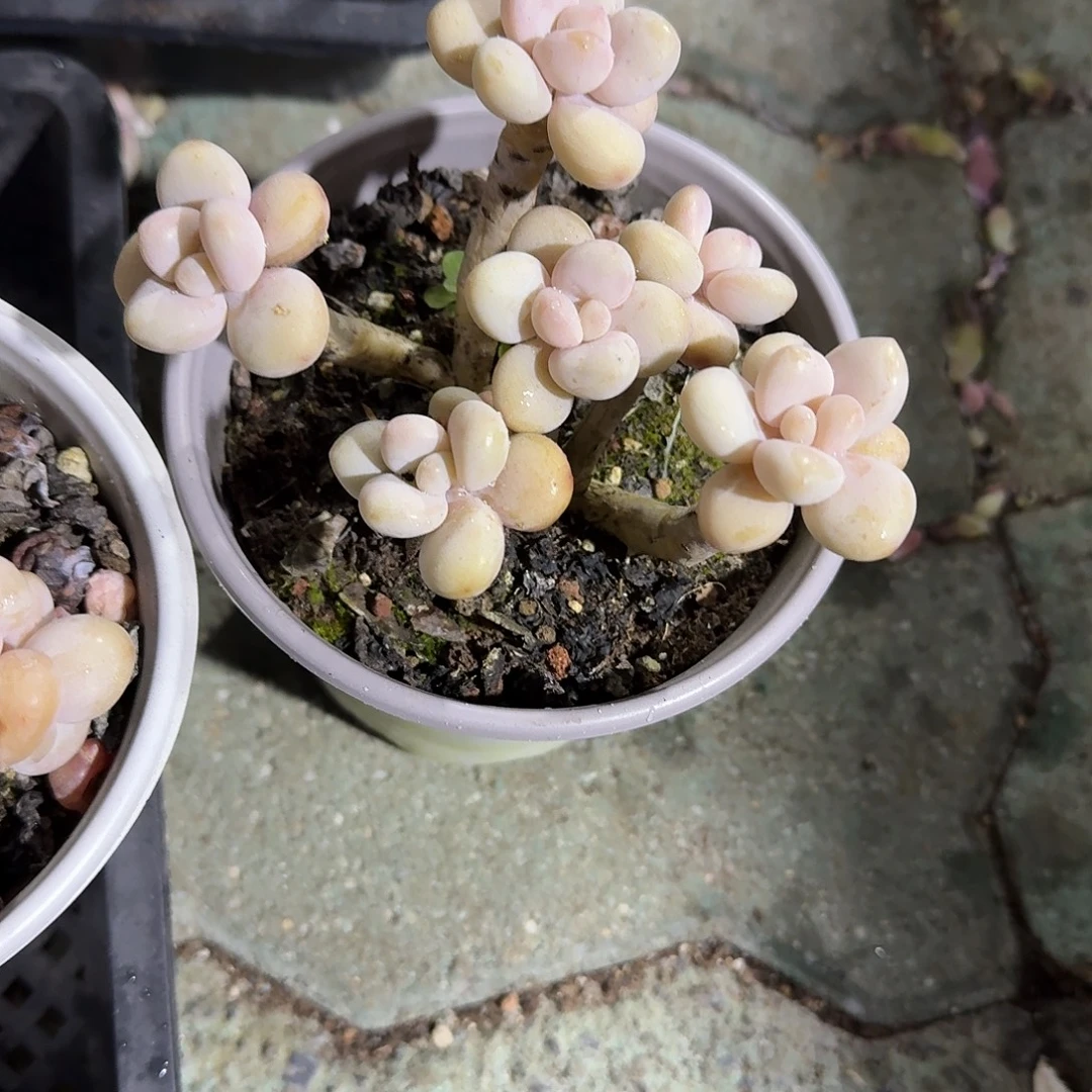原始洛神多肉植物精品