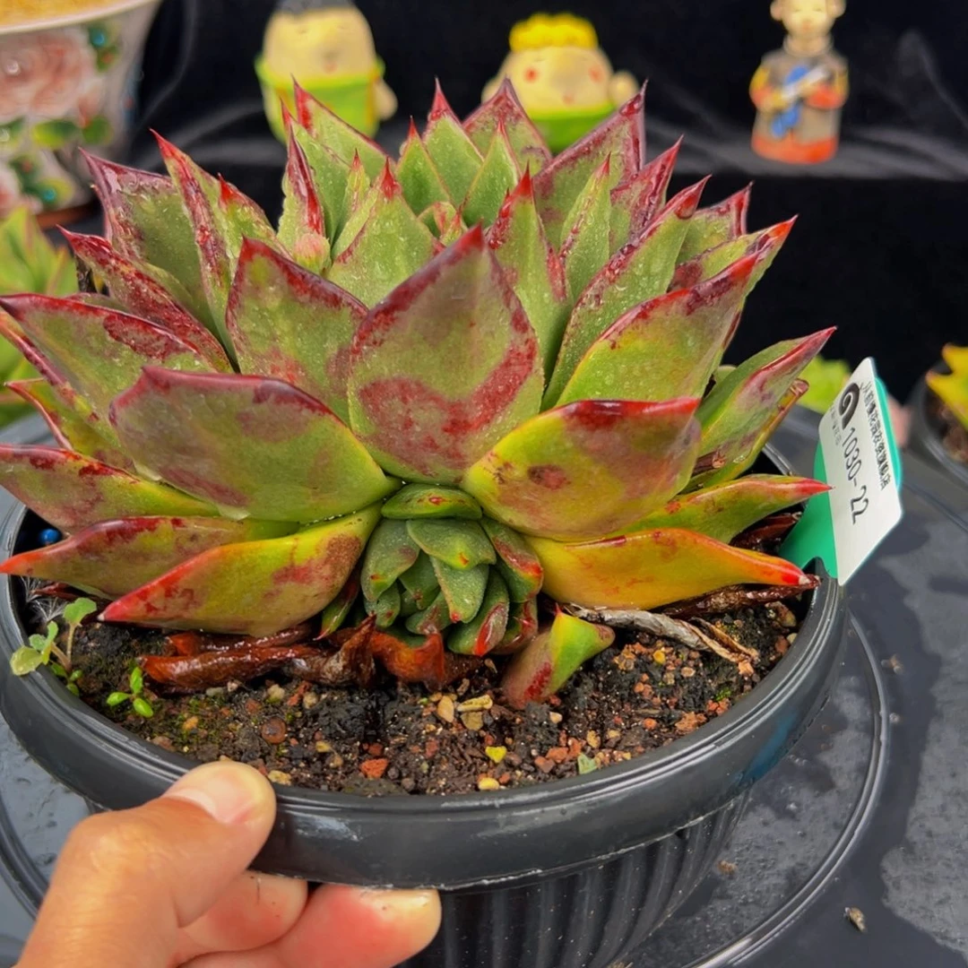 从前慢多肉编号1030-22