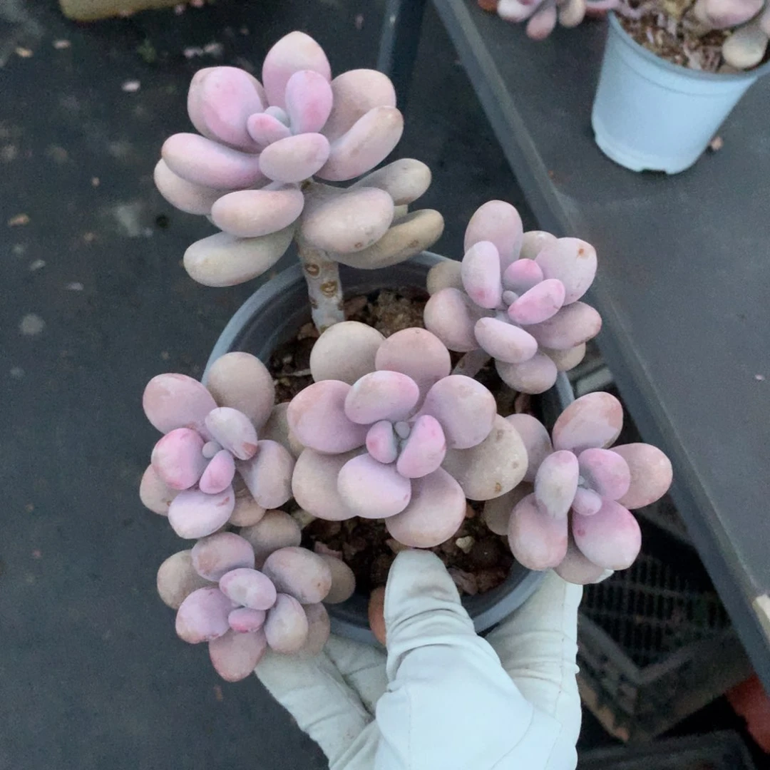圆叶桃蛋一物一拍