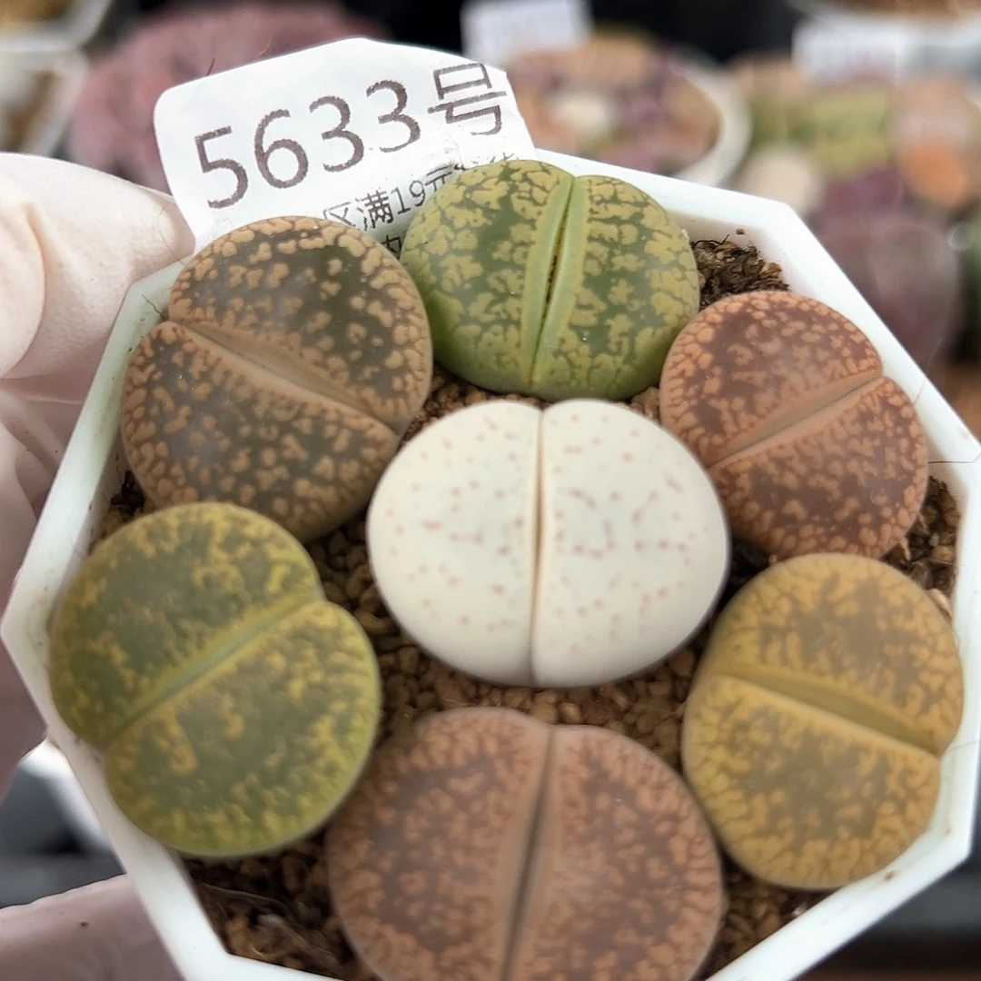 5633 好养易活生石花大母本