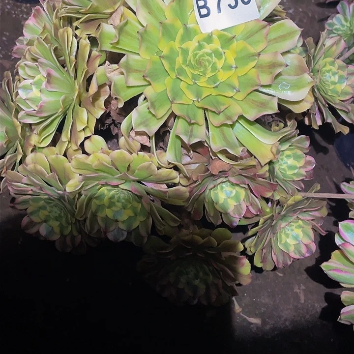 多肉法师730号沙皇发货不包损