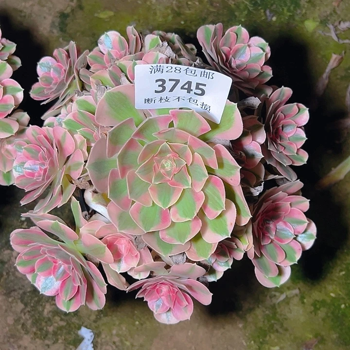 3745粉女巫多肉植物