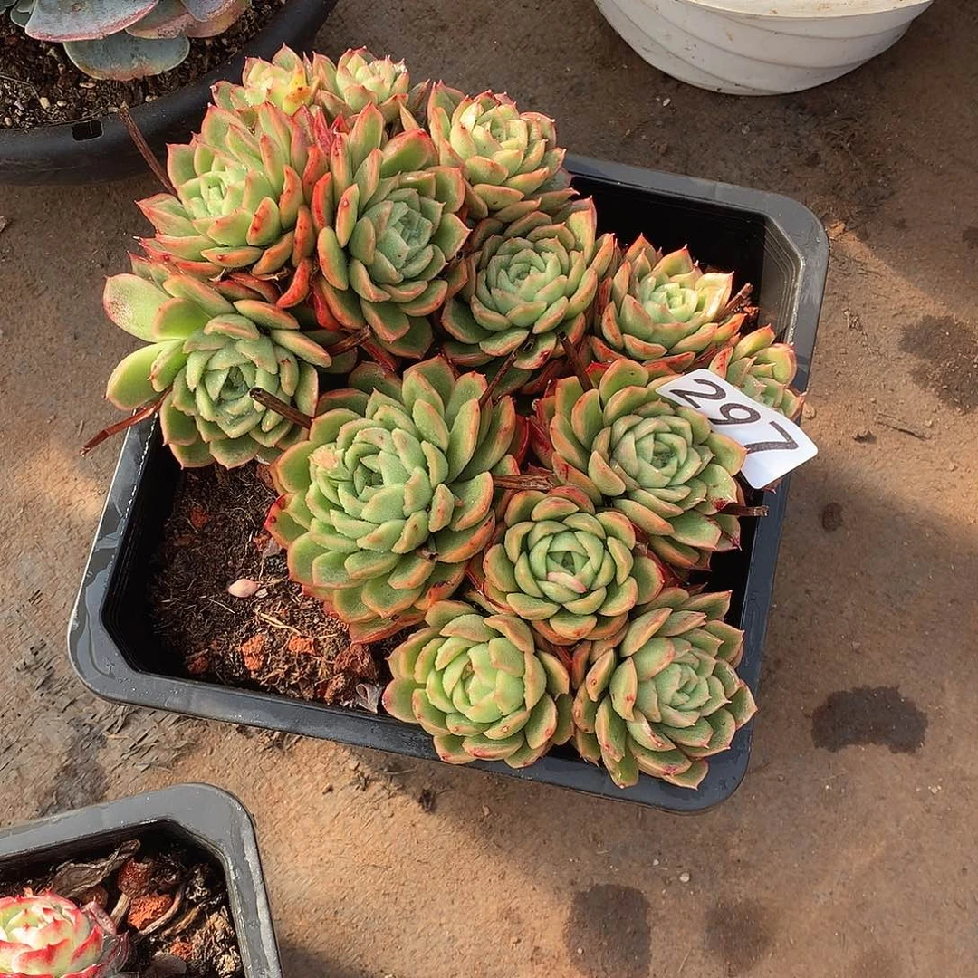 297 一物一拍多肉！