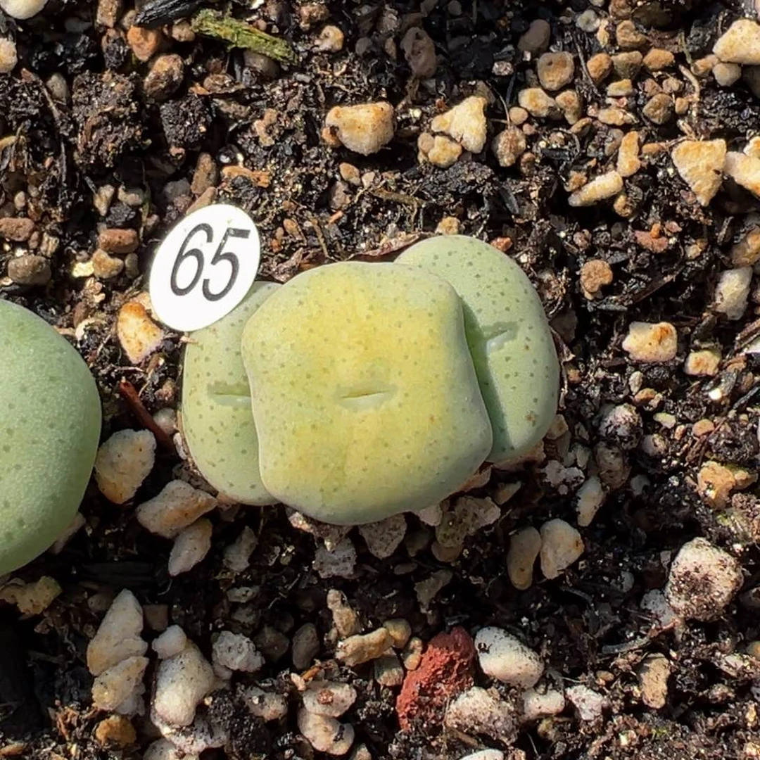 多肉植物111111111111