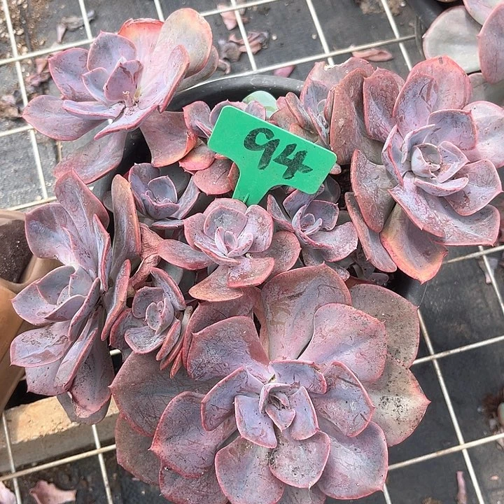 晨语多肉，一物一拍94尘埃玫瑰