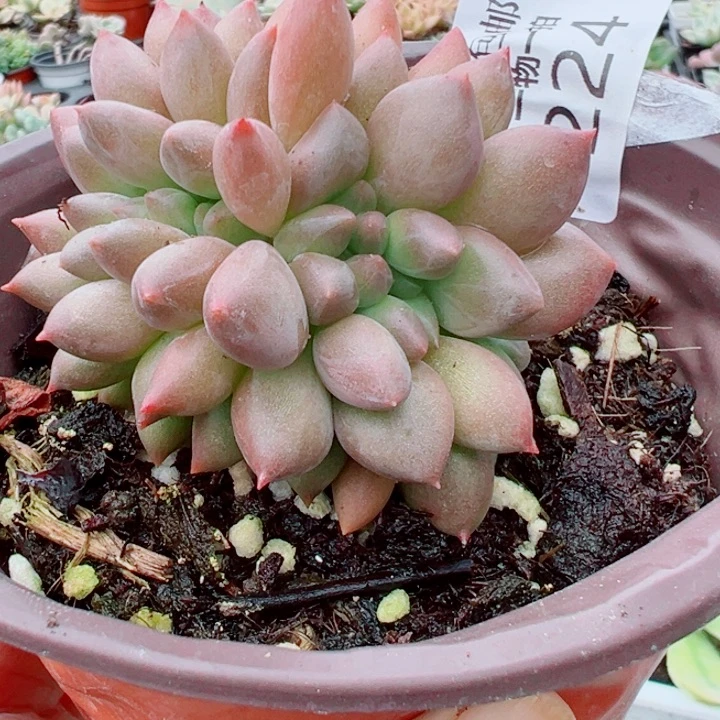 红蜻蜓缀多肉植物224