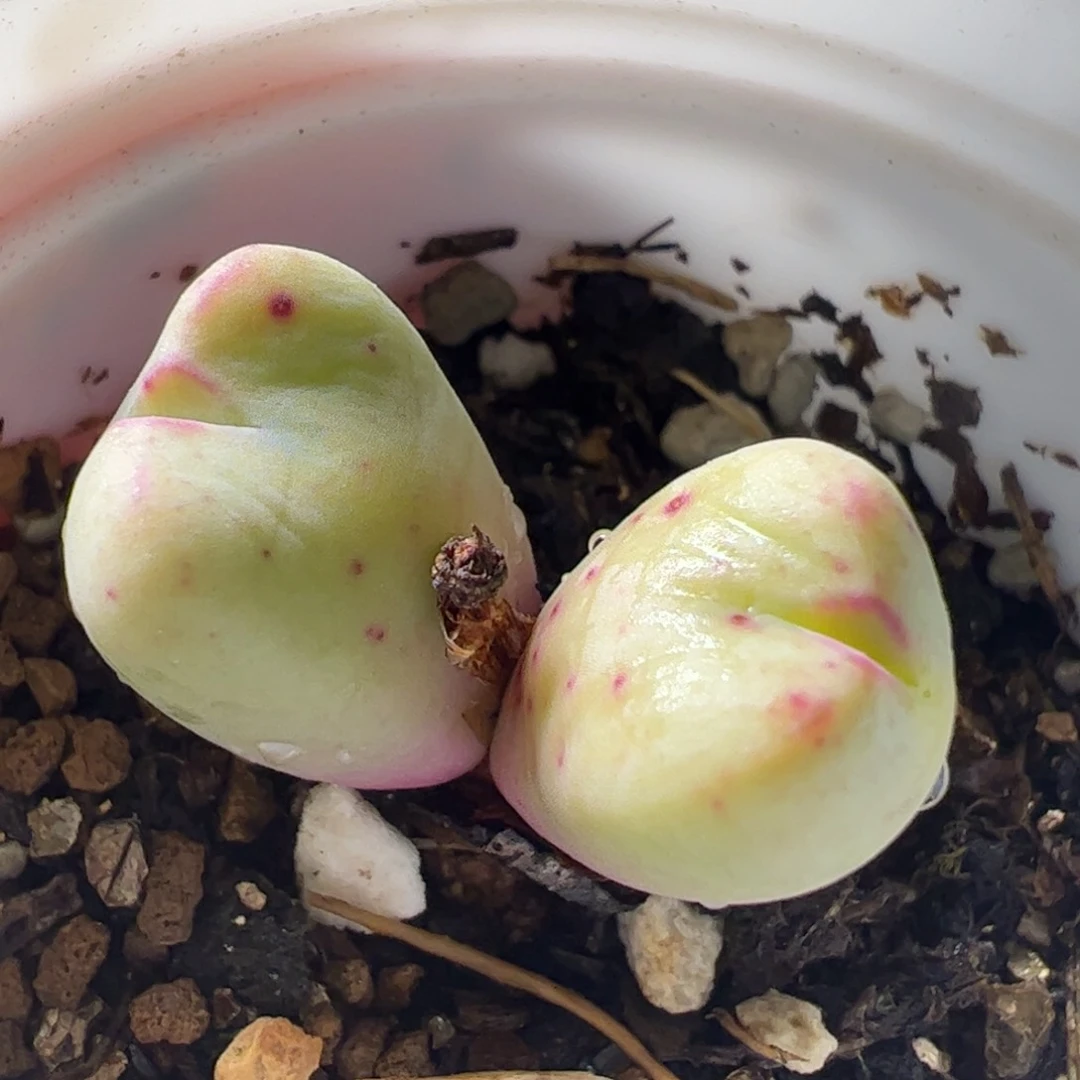 多肉植物百科56，