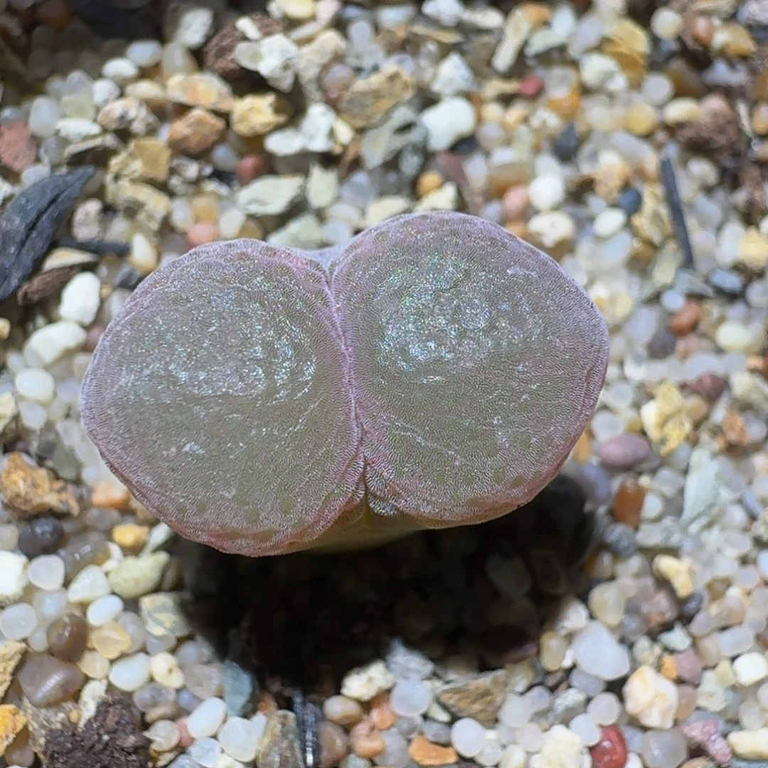 zzzzz生石花肉锥686紫水晶