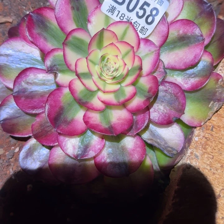 多肉法师淘宝福利，