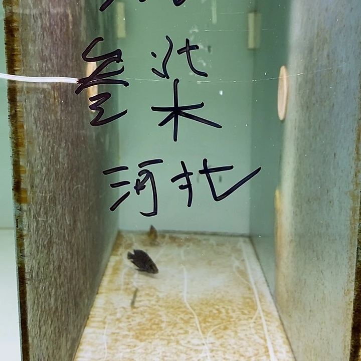 海水鱼观赏鱼观赏鱼
