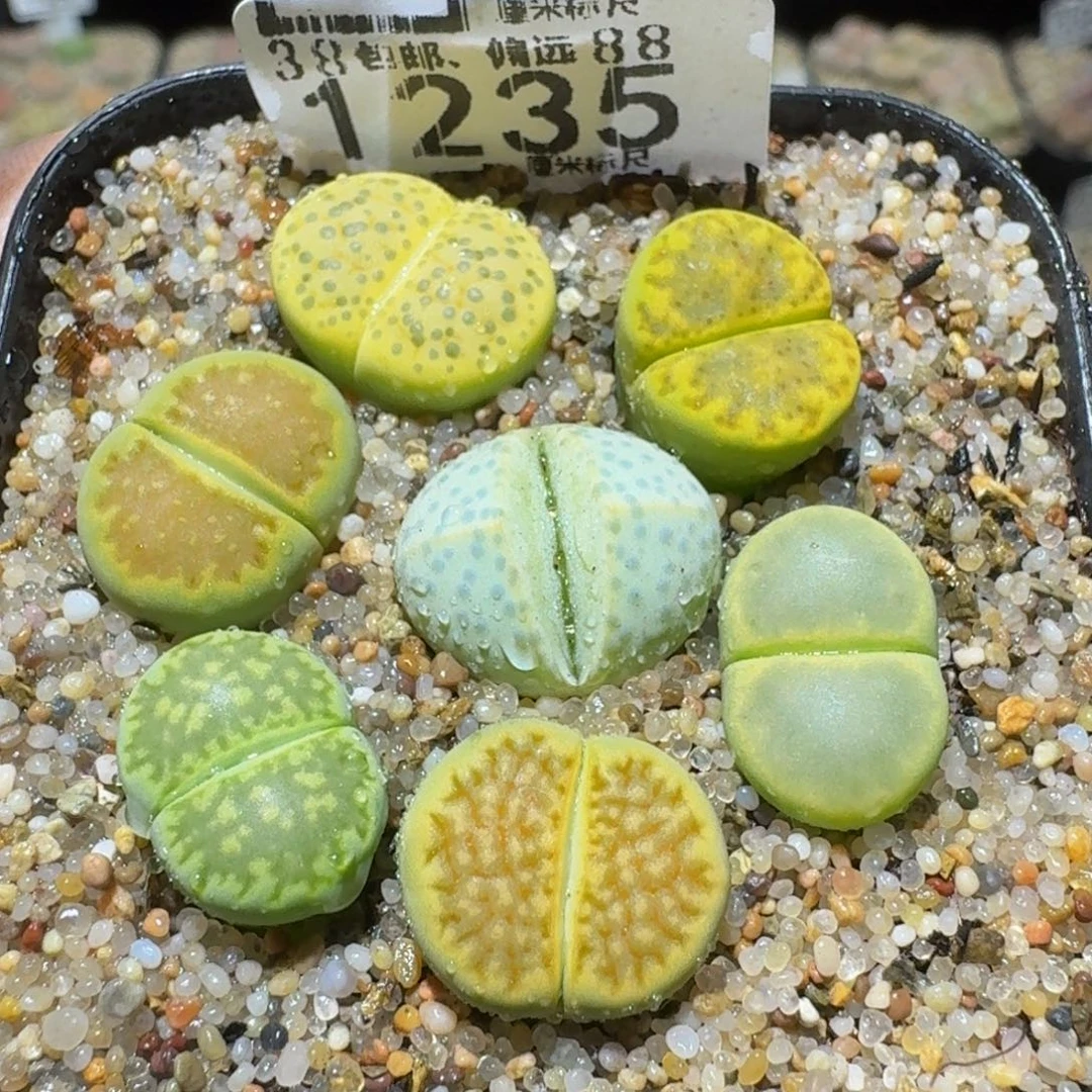 Ssss精品生石花1235