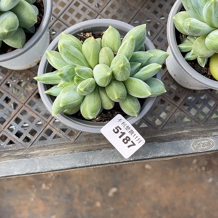 阿雅园艺。         5187重楼