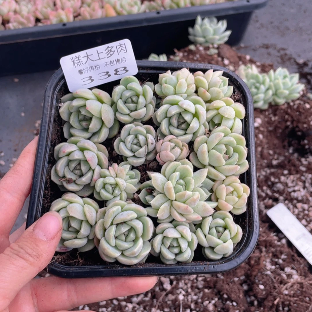 糕大上多肉植物338