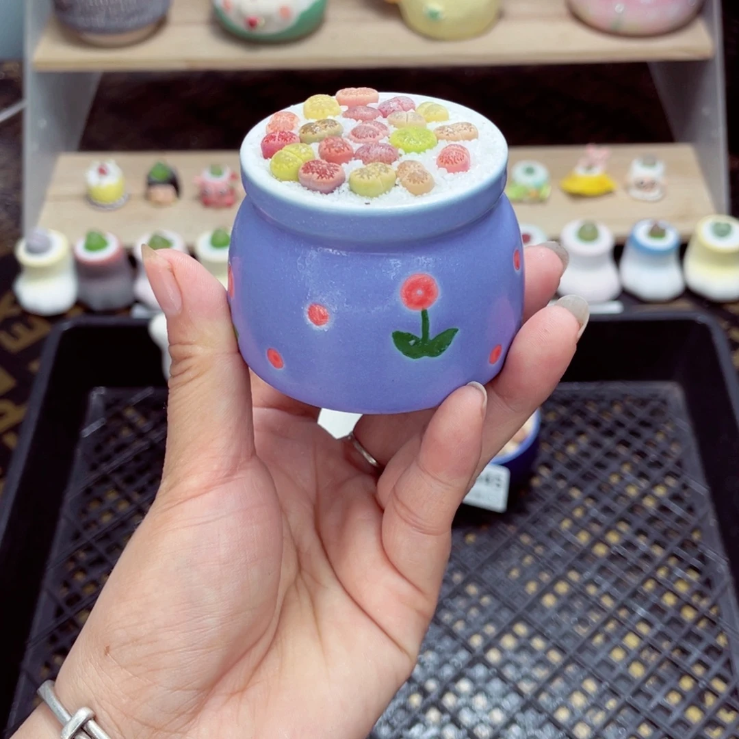 w7352 开播福利 带盆土发货一物一拍