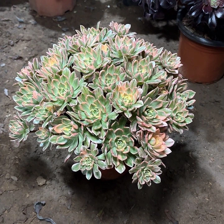 格*?多肉植物法师甜茶118