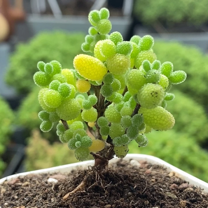 金橘糖球8283枝干番杏