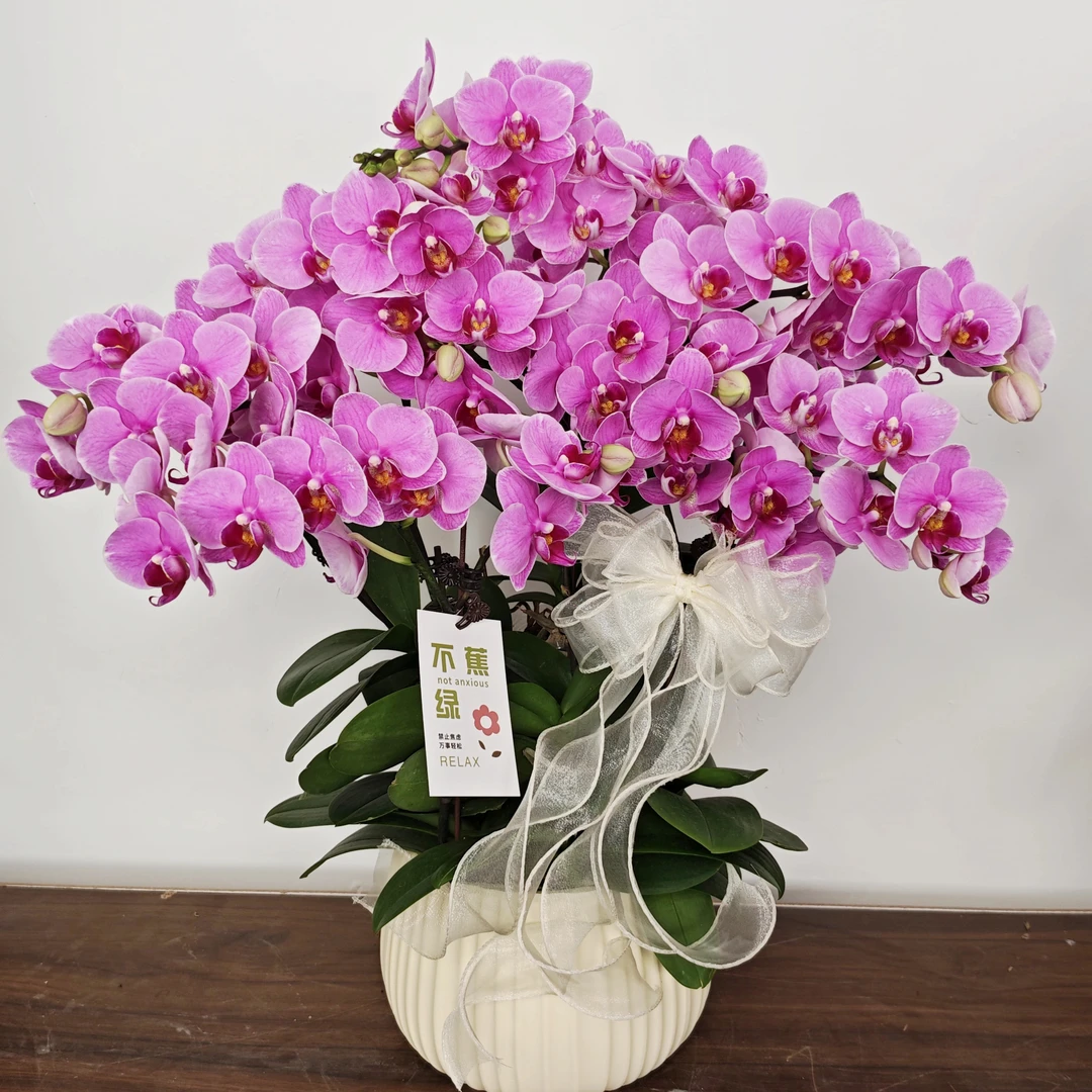 【十里桃花】蝴蝶兰欧品紫色系  室内盆栽高端花卉