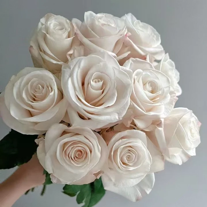 【辛西娅 单头玫瑰】10枝