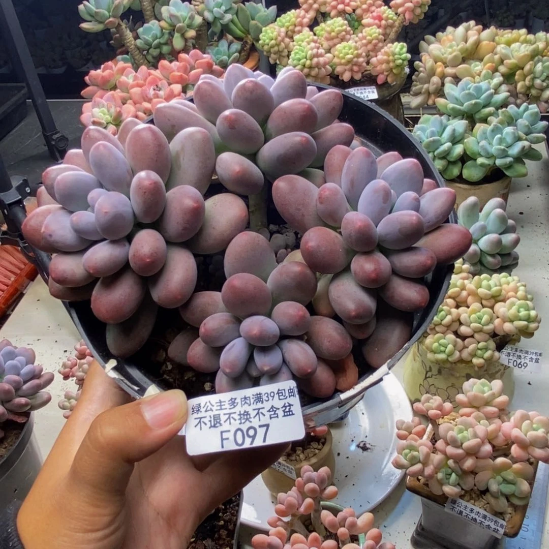 G***。097蛋黄奶多肉13c m