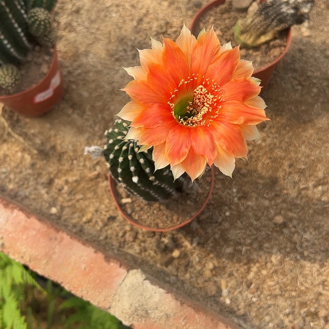 小***人实生黑金刚一物一拍